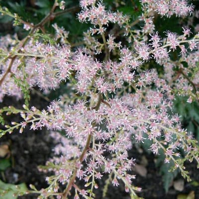 6 x Astilbe Simplicifolia 'Sprite' - Astilbe Pot 9x9 cm - Lichtroze Pluimen