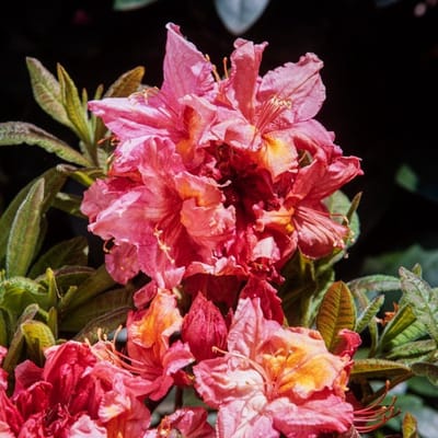 Plants Online BV - Planten - Tuinplanten - Heesters - Set van 1 - Rhododendron (AK) 'Berryrose'