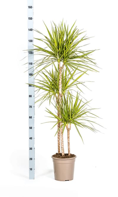Dracaena Marginata Sunray Ø24cm - 140cm