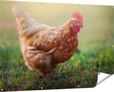 Gards Tuinposter Kip in het Gras - 150x100 cm - Tuindoek - Tuindecoratie - Wanddecoratie buiten - Tuinschilderij