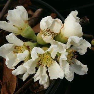 Chaenomeles Speciosa 'Nivalis' - Dwergkwee - 30-40 cm in pot: Struik met helderwitte bloemen in het voorjaar en geel fruit in het najaar.