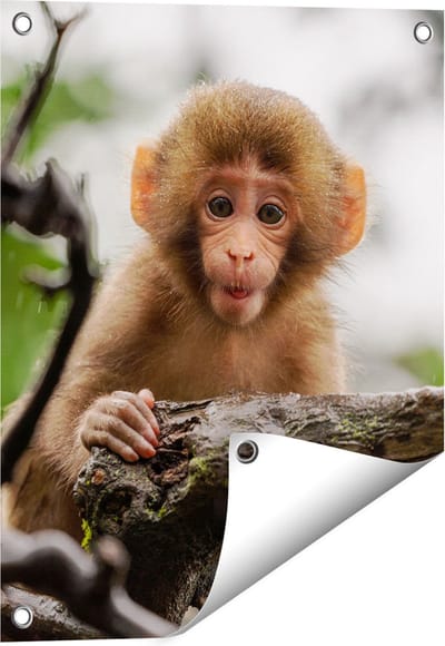 Gards Tuinposter Klein Baby Aapje op een Tak - 40x50 cm - Tuindoek - Tuindecoratie - Wanddecoratie buiten - Tuinschilderij