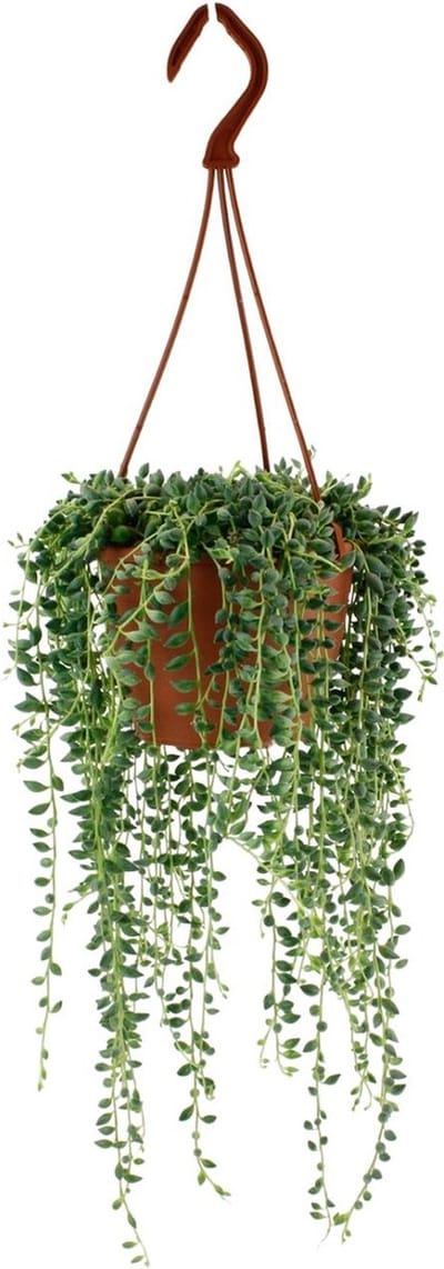 Plantenboetiek.nl | Senecio Herreianus - Ø12cm - 20cm hoog - Kamerplant - Groenblijvend
