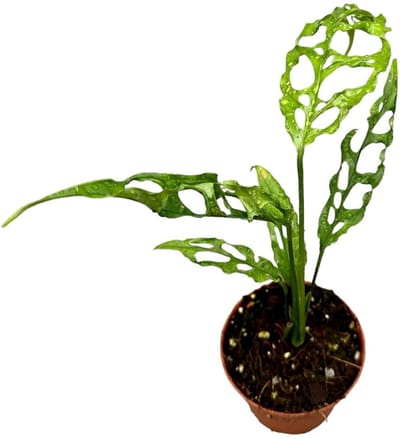 Monstera Obliqua Peru Kamerplant Potmaat Ø9 cm |Vers Van De Kweker