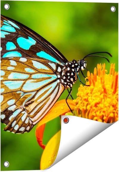 Gards Tuinposter Blauwe Vlinder bij een Oranje Bloem - 40x50 cm - Tuindoek - Tuindecoratie - Wanddecoratie buiten - Tuinschilderij