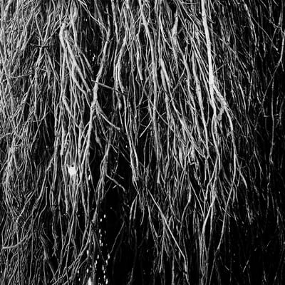 Merzbow, Iggor Cavalera & Eraldo Bernocchi - Nocturnal Rainforest (LP)