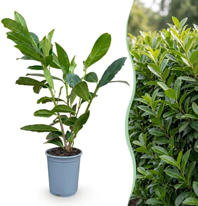 Green boutiQ - 16x Prunus laur. Caucasica - Laurierkers - Haagplanten - Groenblijvend - Groen - Pot 9cm - Hoogte 25-35cm