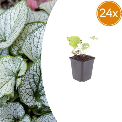 Tuinplantenshop.com | Brunnera macr. 'Jack Frost' | 24 stuks - Ø9cm - 10-25cm hoog - Tuinplant