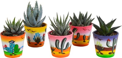 Gasteria/Haworthia mix 5.5 cm in Mexicaanse pot | 5 stuks