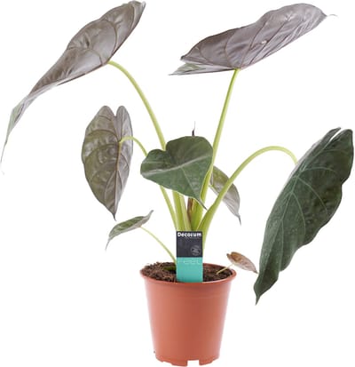 Alocasia Wentii - Hoogte 70cm - Pot 19cm