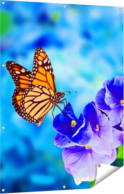 Gards Tuinposter Oranje Vlinder bij Paarse Bloemen - 90x120 cm - Tuindoek - Tuindecoratie - Wanddecoratie buiten - Tuinschilderij