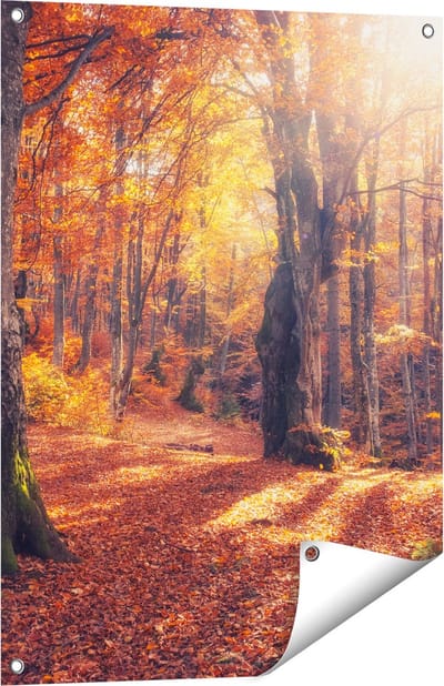 Gards Tuinposter Oranje Herfstbos met Zonneschijn - 60x80 cm - Tuindoek - Tuindecoratie - Wanddecoratie buiten - Tuinschilderij