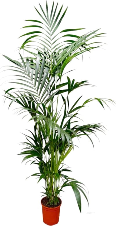 Trendyplants - Kentia palm - Howea Forsteriana - Kamerplant - Hoogte 190-210 cm - Potmaat Ø24cm
