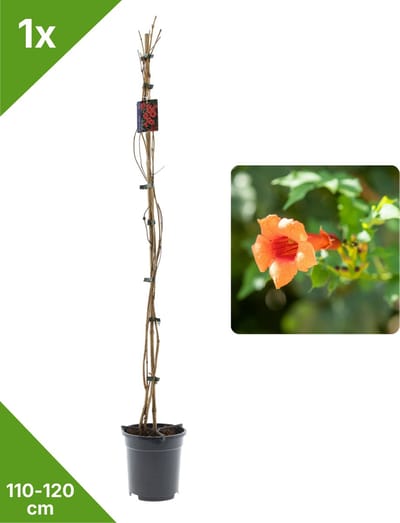 GARDENZO - 1x Oranje Trompetbloem Campsis radicans XXL - in 2 ltr pot- 115-120 cm
