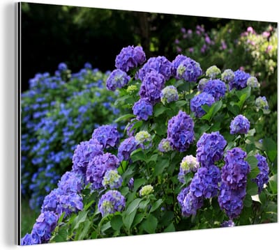 Aluminium schilderij 180x120 cm - Wanddecoratie metaal - Paarse hortensia's in een Japanse tuin - Metalen muurdecoratie woonkamer - Decoratie industrieel - Foto op dibond - Industriële accessoires slaapkamer