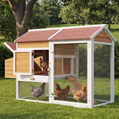 Clruro Kippenhok - 185 × 91 × 115 cm - met Legnest en Schuiflade - Dennenhout - Houtkleur