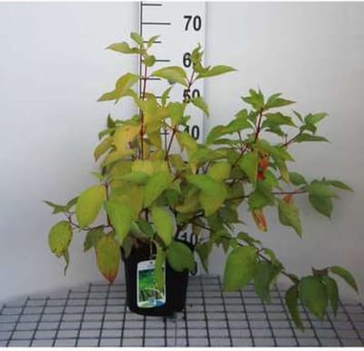 Cornus alba 'Aurea' - Kornoelje, Witte Kornoelje 60 - 80 cm in pot