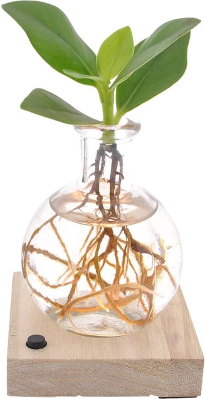 Plantenboetiek.nl | Clusia In Samoa glas LED - Ø5cm - 10cm hoog - Kamerplant - Groenblijvend