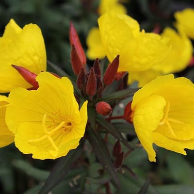 6 x Oenothera Fruticosa 'Sonnenwende' - Teunisbloem Pot 9x9 cm - Gele Nachtbloeier