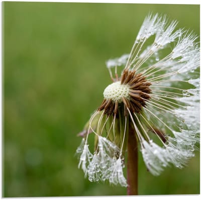 Acrylglas - Halve Paardenbloem - 50x50cm Foto op Acrylglas (Wanddecoratie op Acrylglas)