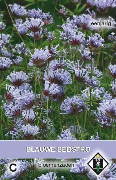 Van Hemert & Co - Blauwe Bedstro (Asperula orientalis)