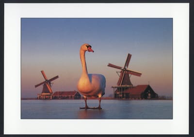 Molens en zwaan - Winterkaarten - Set van 10 enkele kaarten met eco-katoen enveloppen