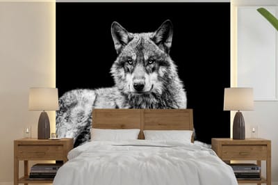 Behang - Fotobehang Wilde dieren - Wolf - Zwart - Wit - Breedte 240 cm x hoogte 240 cm