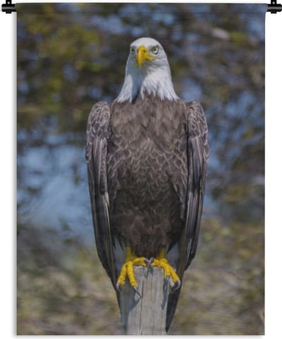 Wandkleed Amerikaanse zeearend - Een Amerikaanse zeearend zit op een houten paaltje Wandkleed katoen 60x80 cm - Wandtapijt met foto