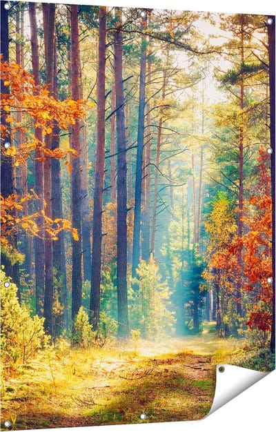 Gards Tuinposter Herfstbos met Zonneschijn - Kleur - 90x120 cm - Tuindoek - Tuindecoratie - Wanddecoratie buiten - Tuinschilderij