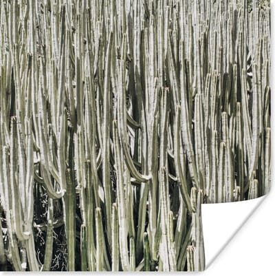 Poster Cactus - Natuur - Vetplanten - 100x100 cm XXL