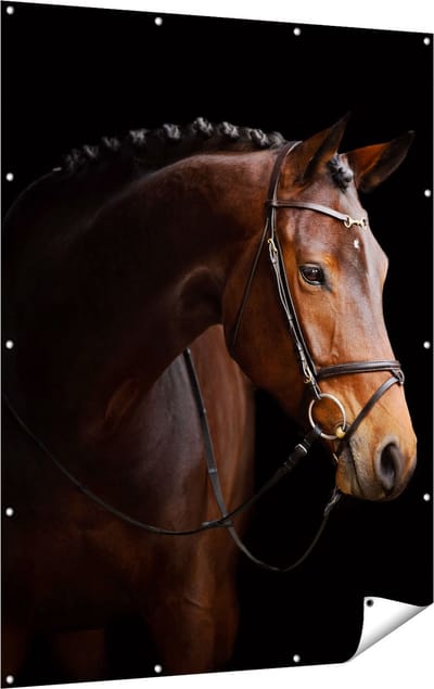 Gards Tuinposter Bruin Paard op een Zwart Achtergrond - 120x160 cm - Tuindoek - Tuindecoratie - Wanddecoratie buiten - Tuinschilderij