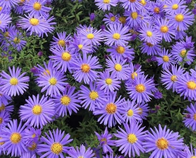 Herfstaster (Aster Ageratoides) - Asran - Vaste planten - Bijen-Vlinders - Snijbloemen - Bodembedekkers - Zomerbollen