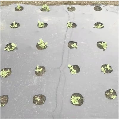 Mulchfolie Moestuin - Bodem bedekking - Planten beschermen - Geperforeerd PE materiaal - 0.95x10m - Zwart