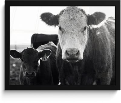 Poster in lijst - Fotolijst 40x30 cm - Posters - Koeien - Zwart - Wit - Posterlijst zwart - Decoratie - Wanddecoratie woonkamer - Muurdecoratie slaapkamer