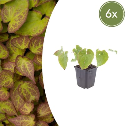 Tuinplantenshop.com | Epimedium perralc. 'Frohnleiten' | 6 stuks - Ø9cm - 10-25cm hoog - Tuinplant