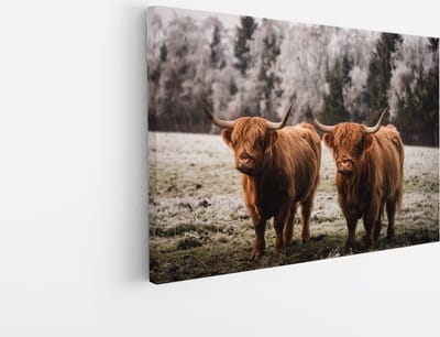 Saammp Canvas Schilderij - Schotse Hooglander Koeien in het gras - Dieren - Natuur - 45x30 - Foto op canvas - Wanddecoratie - muurdecoratie Woonkamer - Slaapkamer decoratie - Canvas Print