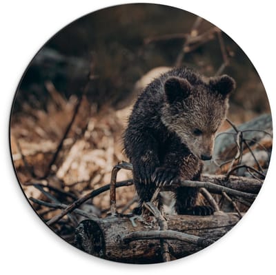 Dibond Wandcirkel - Babybeertje bij Takken - 30x30cm Foto op Aluminium Wandcirkel (met ophangsysteem)