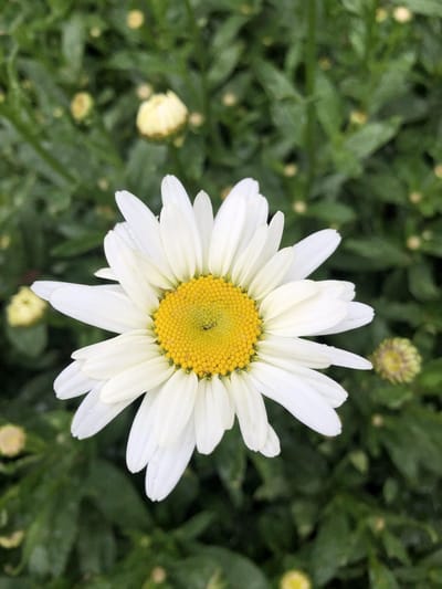 6 x Leucanthemum ‘Becky’ - Margriet - P9 Pot (9x 9cm) - Dima Vaste Planten