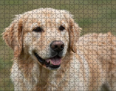 Puzzel Golden Retriever | 500 stukjes | Dierenpuzzel | Hondenpuzzel