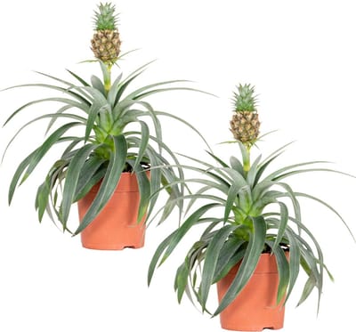 Bloomique - Set van 2 - Ananas Mi Amigo - Ananasplant - Kamerplanten - Diervriendelijk - Luchtzuiverend - Hoogte 30-40 cm - Pot 12 cm