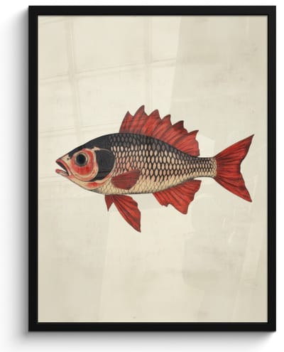 Poster in lijst - Fotolijst 60x80 cm - Posters - Schubben - Rood - Vis - Vinnen - Posterlijst zwart - Decoratie - Wanddecoratie woonkamer - Muurdecoratie slaapkamer