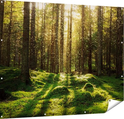 Gards Tuinposter Bos met Groen Mos op de Grond - 150x120 cm - Tuindoek - Tuindecoratie - Wanddecoratie buiten - Tuinschilderij