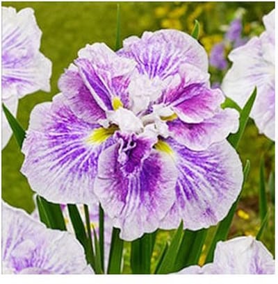Moerings Iris Ensata Dinner Plate Cheese Cake | Japanese Iris | In 11CM pot
