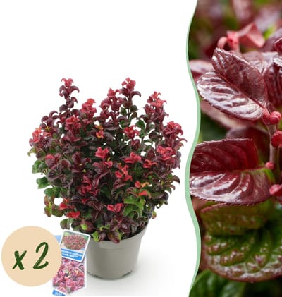 Green boutiQ - Tuinplant - Leucothoe Curly Red - Rood - 2 Planten - Groenblijvend - Weinig Onderhoud - Pot 17cm Hoogte 35 - 45cm