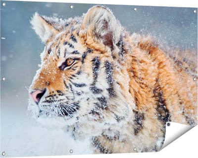 Gards Tuinposter Tijger tijdens de Sneeuw - 120x80 cm - Tuindoek - Tuindecoratie - Wanddecoratie buiten - Tuinschilderij