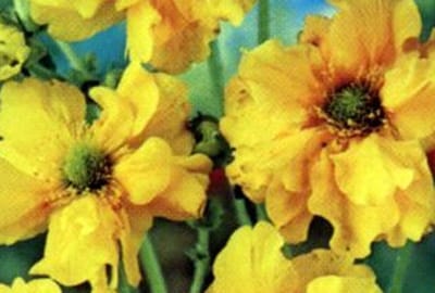 6x Nagelkruid - Geum chil. 'Lady Stratheden' ( 'goldball') | 9x9 cm pot