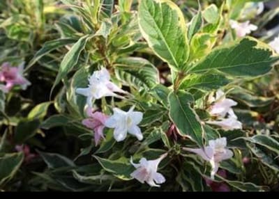 2 x Weigela hybr. 'Nana Variegata' - Weigela, Weigelia 50- 60 cm in pot