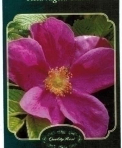 Rosa rugosa 'Rubra' - Bottelroos in pot