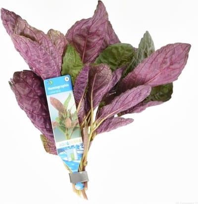 Moerings Hemiographis Colorata | Paarse wafel plant | in bos met loodje terrariumplant