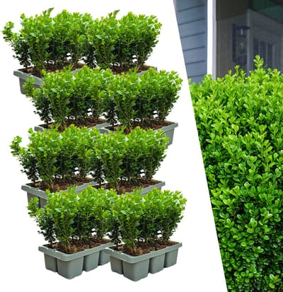 Buxus NewGen Freedom – Set van 48 Sterke Buxusplanten (ca. 15 cm hoog) | Weerbaar tegen buxusmot | Geschikt voor hagen en vormsnoei